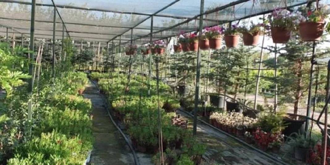 Memurluktan emekli oldu kendini fidanlara adadı: Tam 500 çeşidi sağlığına kavuşturdu 5